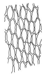 Rosulabryum campylothecium, upper laminal cells. Drawn from K.W. Allison 135, CHR 567440A.
 Image: R.C. Wagstaff © Landcare Research 2015 